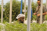 Two people are working in a greenhouse filled with lush green plants. One individual is focused on the plants, wearing a hairnet, while the other stands in the background with a lanyard around their neck. The setting appears to be indoor with metal poles supporting the structure.