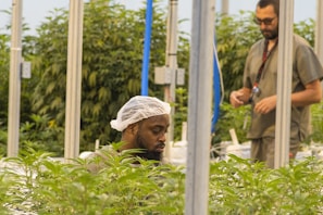 Two people are working in a greenhouse filled with lush green plants. One individual is focused on the plants, wearing a hairnet, while the other stands in the background with a lanyard around their neck. The setting appears to be indoor with metal poles supporting the structure.