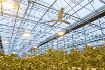 A large indoor greenhouse with structured metal framework and ceiling lights illuminating rows of tall, dense plants. The environment appears controlled with visible ventilation systems.