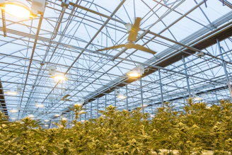 Ashwaghanda plants thriving under controlled light in a vertical greenhouse.