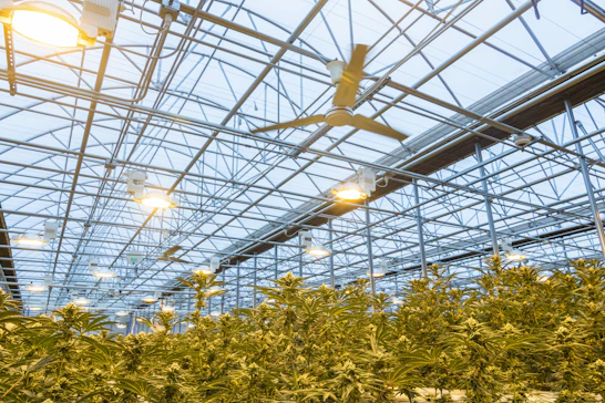 Agritech greenhouse with advanced bio-solutions thriving under controlled conditions.