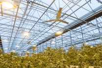 A large indoor greenhouse with structured metal framework and ceiling lights illuminating rows of tall, dense plants. The environment appears controlled with visible ventilation systems.