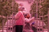 Three individuals wearing protective clothing and hairnets are working in an indoor hydroponic farm, surrounded by rows of tall, green plants. The environment is carefully controlled, with pinkish lighting emphasizing the vibrant leaves.