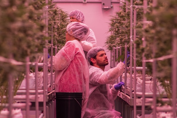 Three individuals wearing protective clothing and hairnets are working in an indoor hydroponic farm, surrounded by rows of tall, green plants. The environment is carefully controlled, with pinkish lighting emphasizing the vibrant leaves.