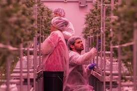 Three individuals wearing protective clothing and hairnets are working in an indoor hydroponic farm, surrounded by rows of tall, green plants. The environment is carefully controlled, with pinkish lighting emphasizing the vibrant leaves.