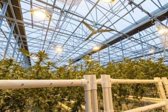 A large greenhouse filled with lush green plants, supported by an intricate structure of pipes and rails. The ceiling is made of glass or transparent material, allowing natural light to flood the space, while artificial lights provide additional illumination. The complex metal framework holds ceiling fans and lights, contributing to the controlled environment necessary for the plants' growth.