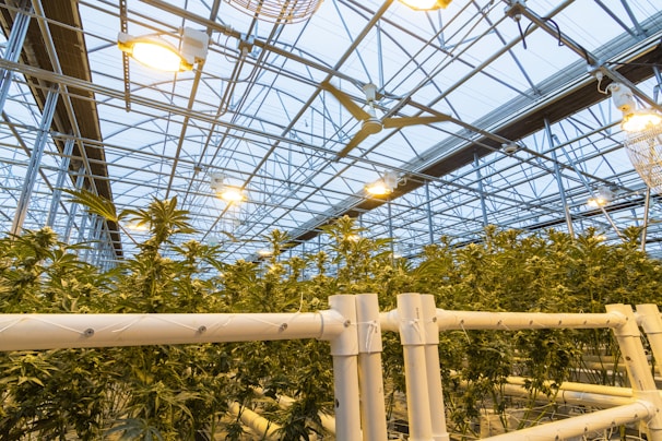 A large greenhouse filled with lush green plants, supported by an intricate structure of pipes and rails. The ceiling is made of glass or transparent material, allowing natural light to flood the space, while artificial lights provide additional illumination. The complex metal framework holds ceiling fans and lights, contributing to the controlled environment necessary for the plants' growth.
