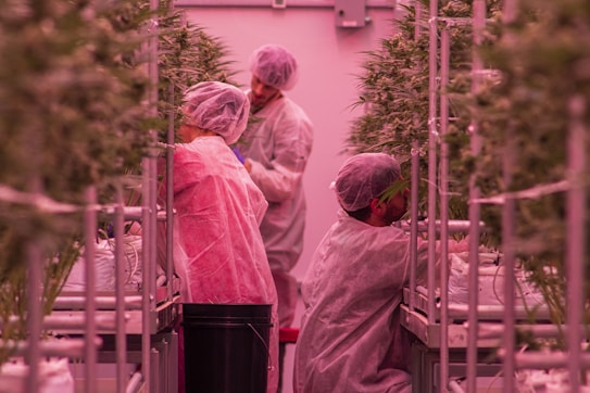 People in protective clothing are working in an indoor agricultural setting, surrounded by rows of plants under artificial lighting.