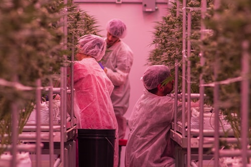 People in protective clothing are working in an indoor agricultural setting, surrounded by rows of plants under artificial lighting.