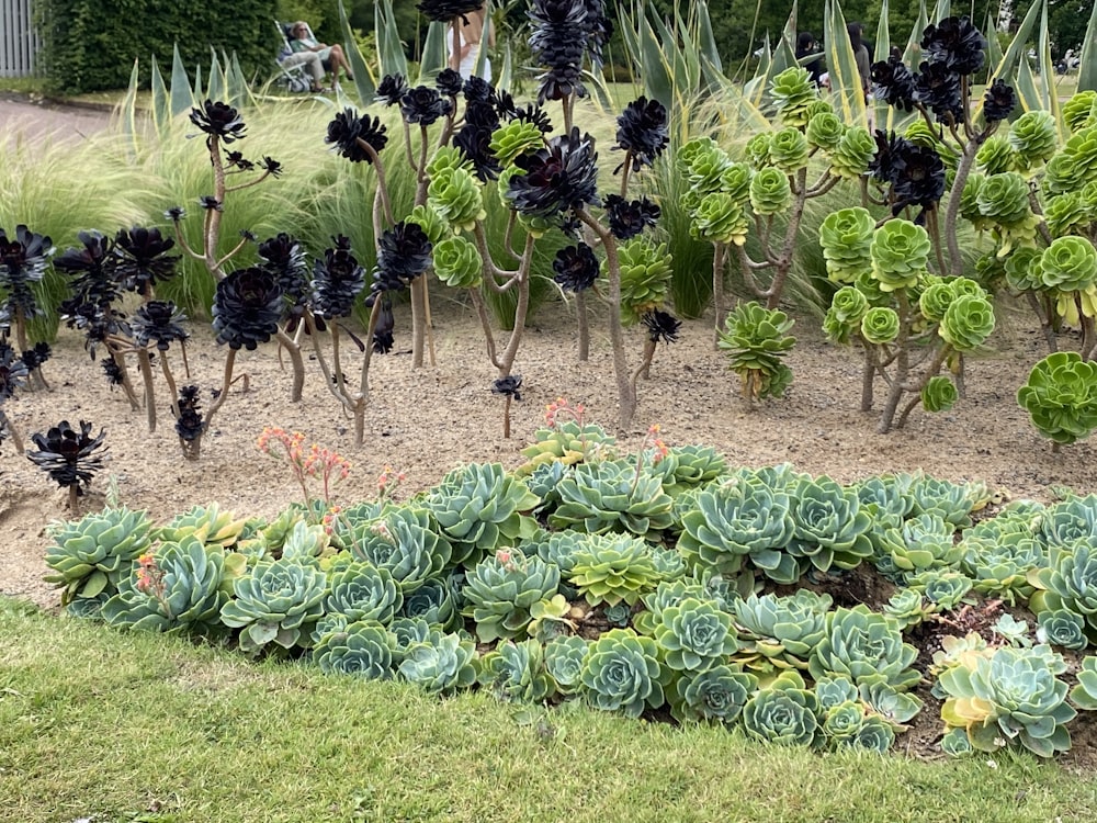 a garden filled with lots of green plants