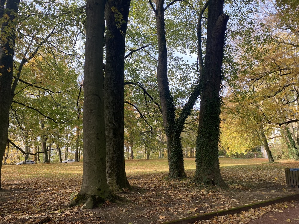 a park bench in the middle of a leaf covered park