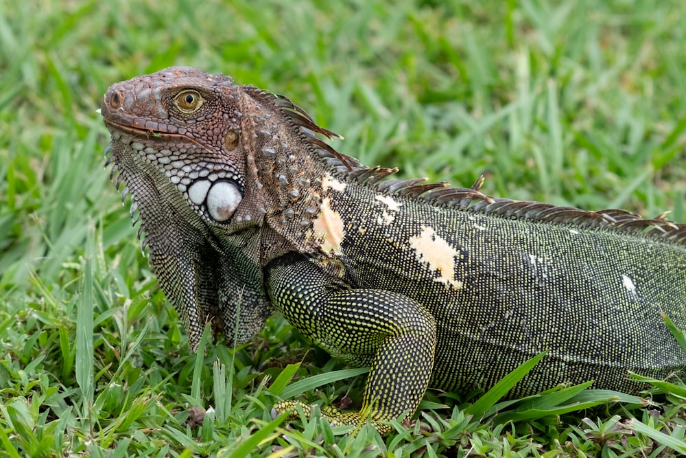 a close up of a lizard in the grass