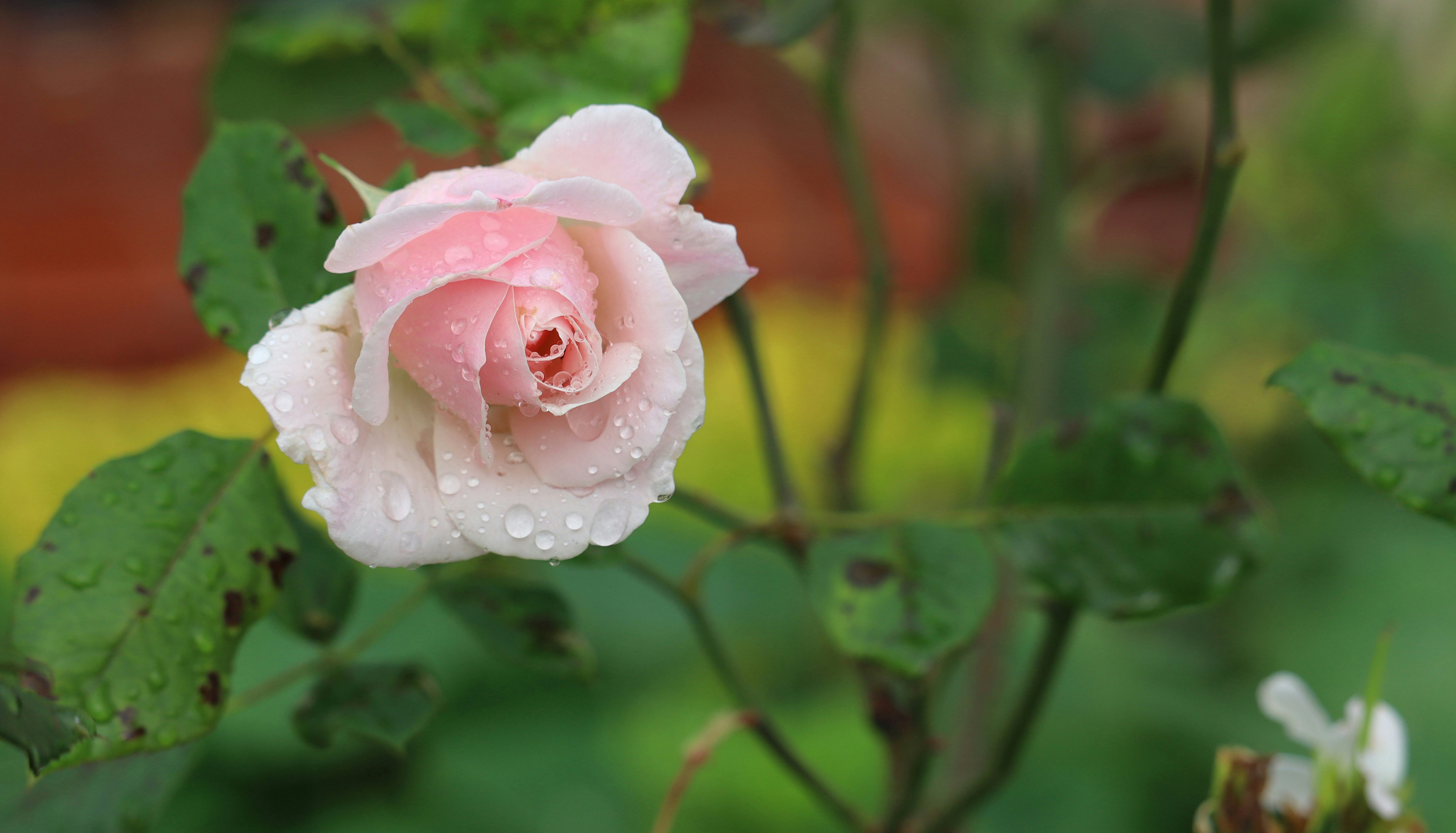 Photo by vladiargenta