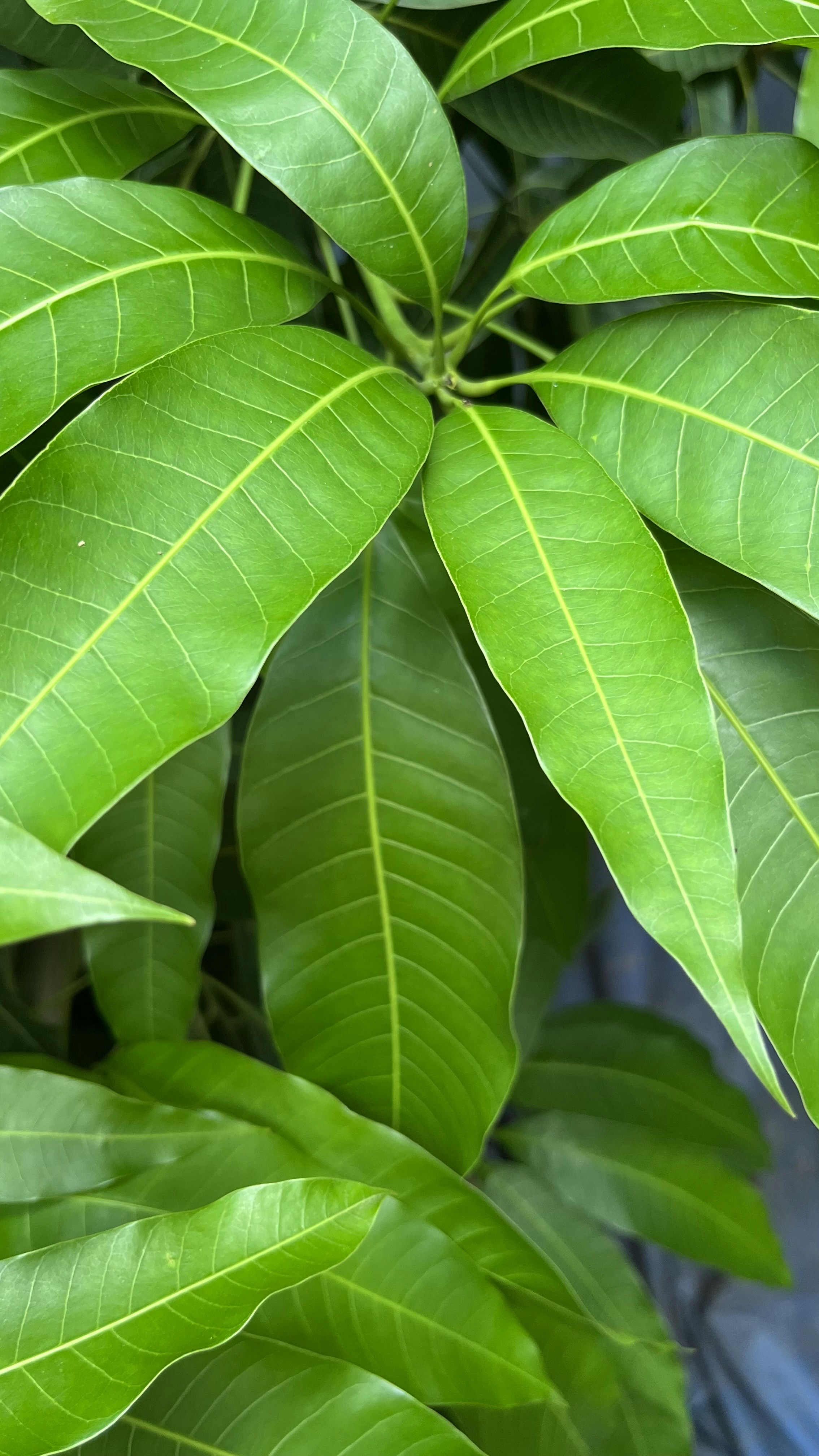 Photo by pankaj_samal