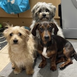 Three dogs are sitting indoors on a soft mat, each with a unique coat color and texture. The environment appears to be a home, with cabinets and a household item visible in the background.