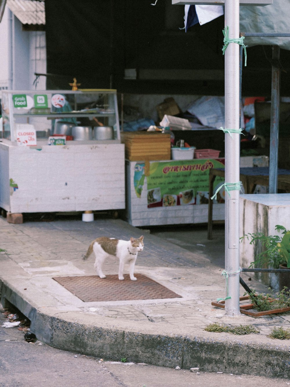 a cat standing on a step in front of a store