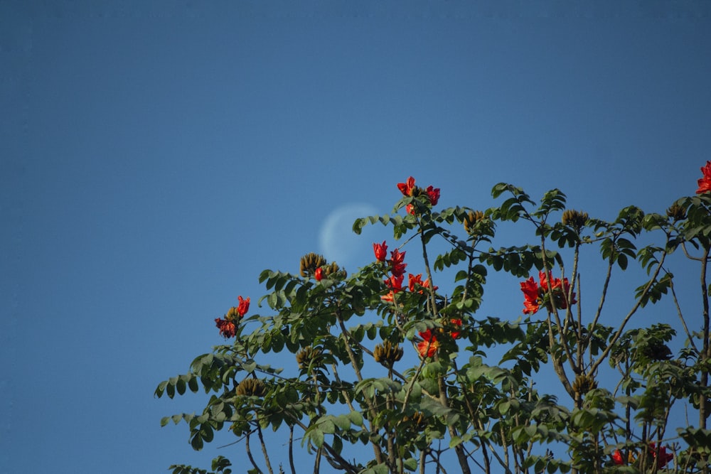 a tree with red flowers and a moon in the background