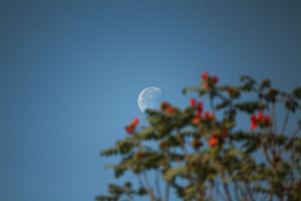 the moon is seen through the branches of a tree