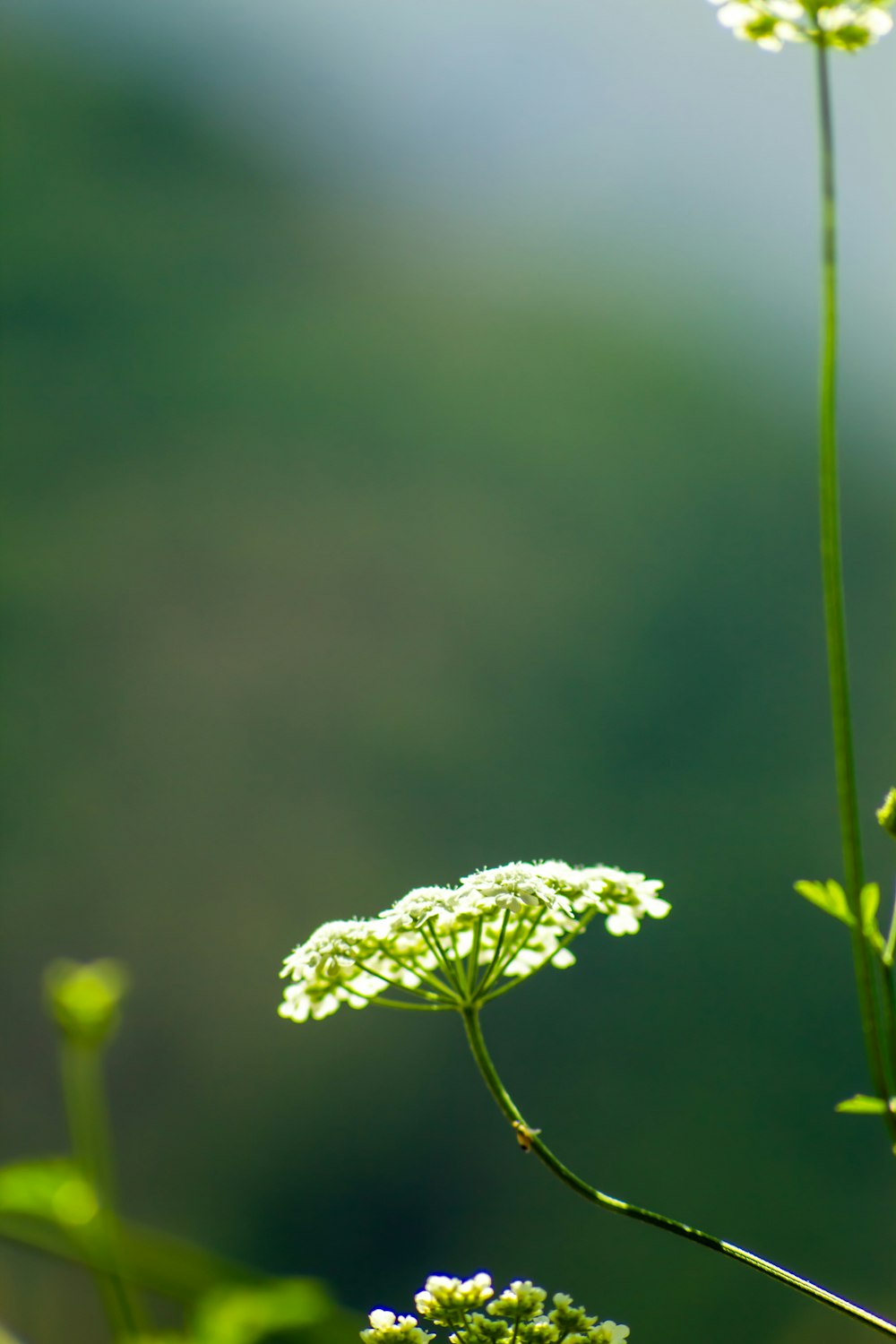 a close up of a flower with a blurry background