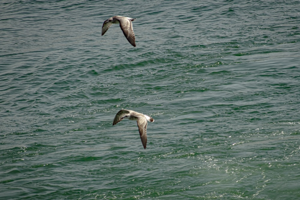 two seagulls flying over a body of water