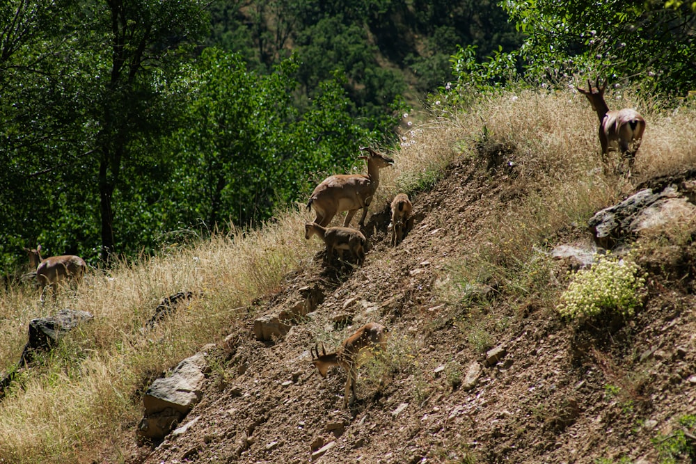 a herd of deer standing on top of a grass covered hillside