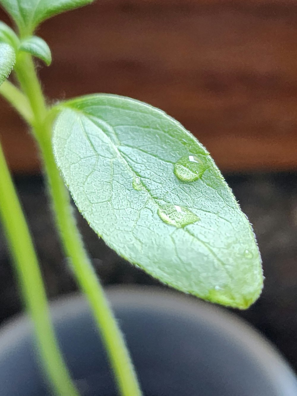 a close up of a plant with water drops on it