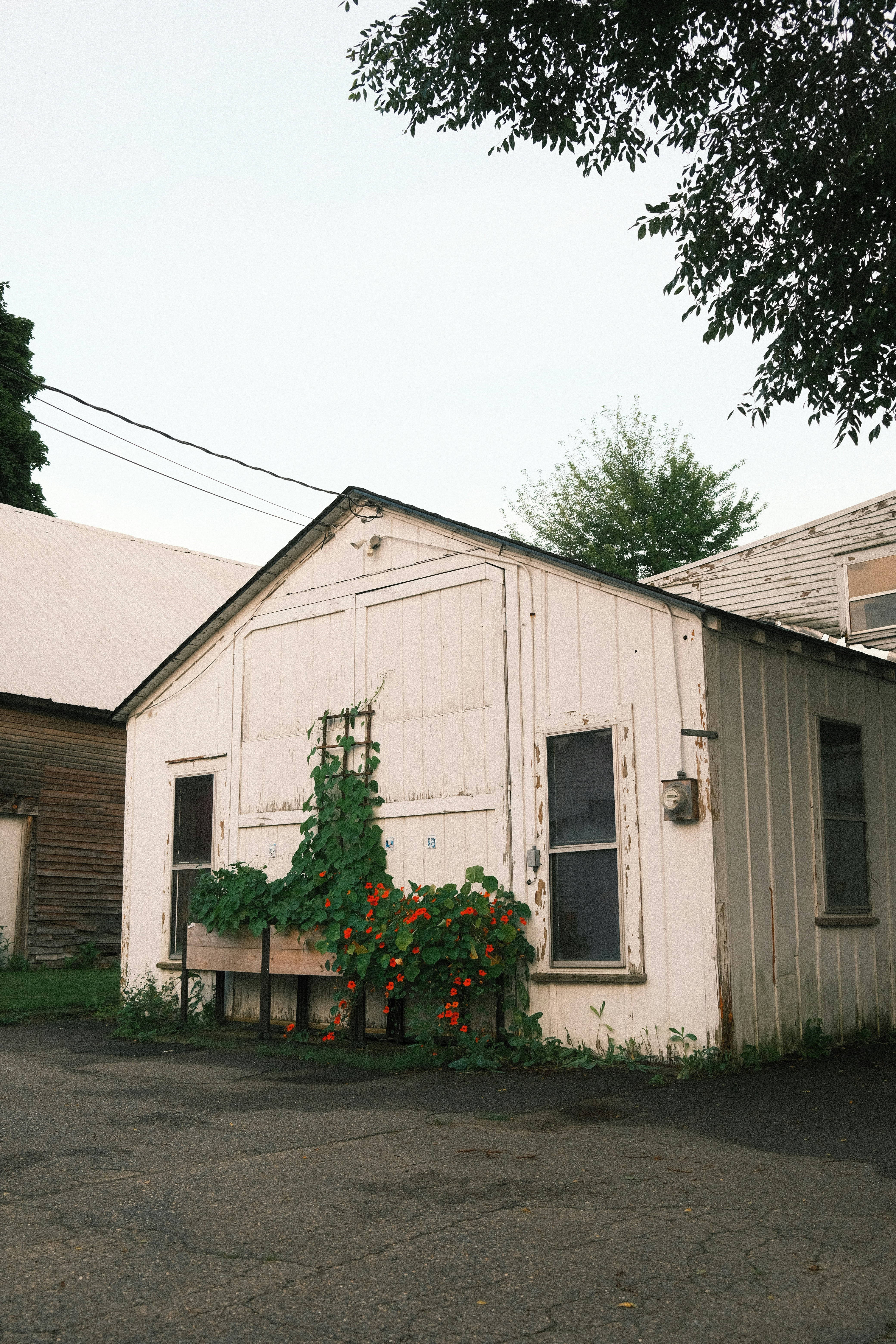 a white building with vines growing on the side of it