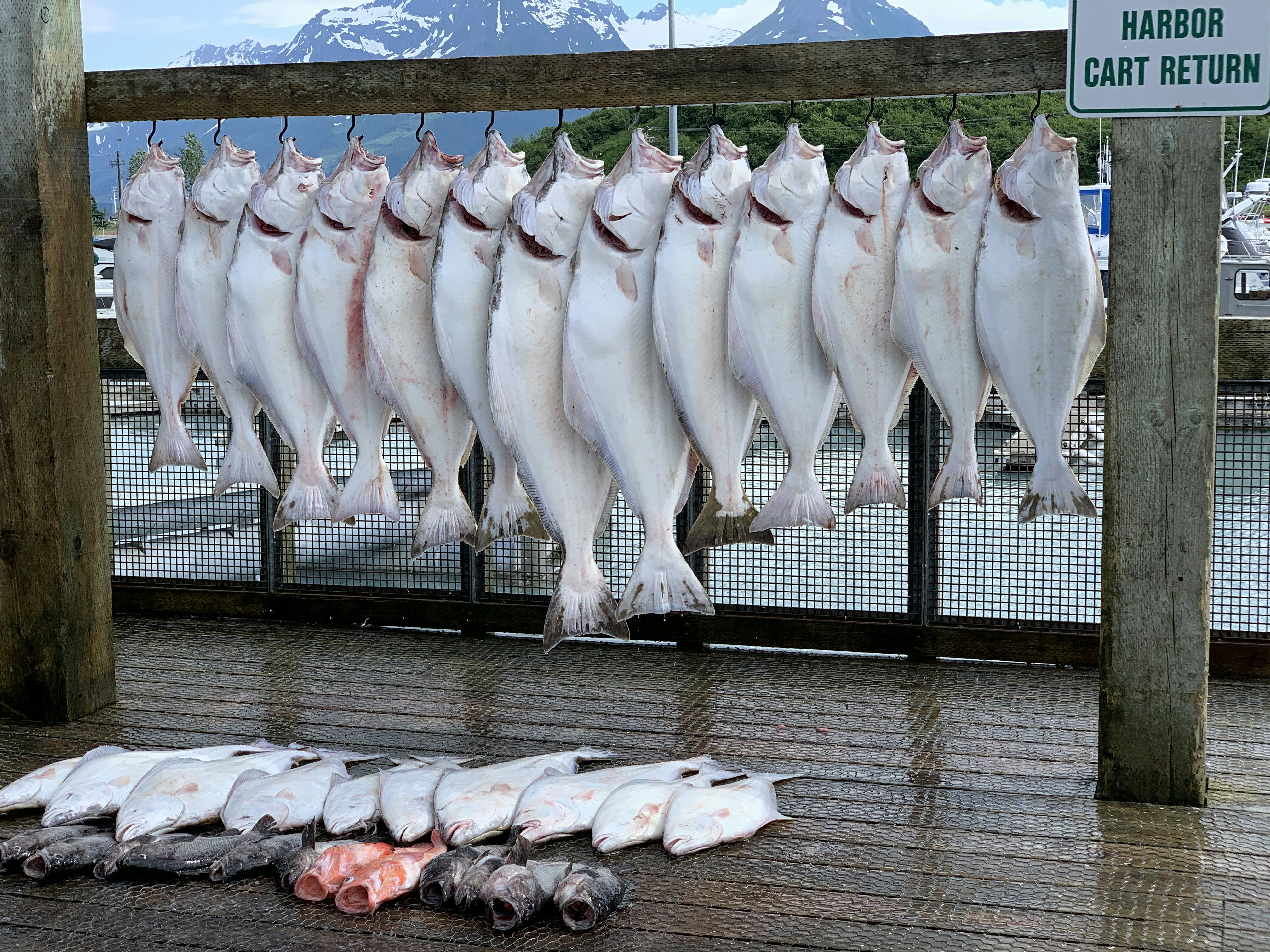Pescados y mariscos frescos