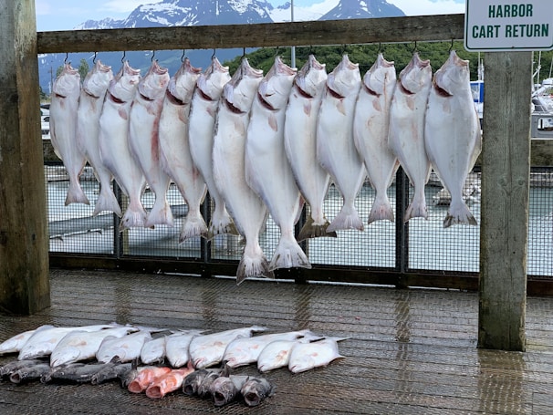 A group of large fish is hanging on hooks from a wooden beam, while more fish are laid out on a wet wooden surface beneath them. In the background, there are snow-capped mountains and greenery, indicating a marina or harbor setting. A sign reads 'Harbor Cart Return.'