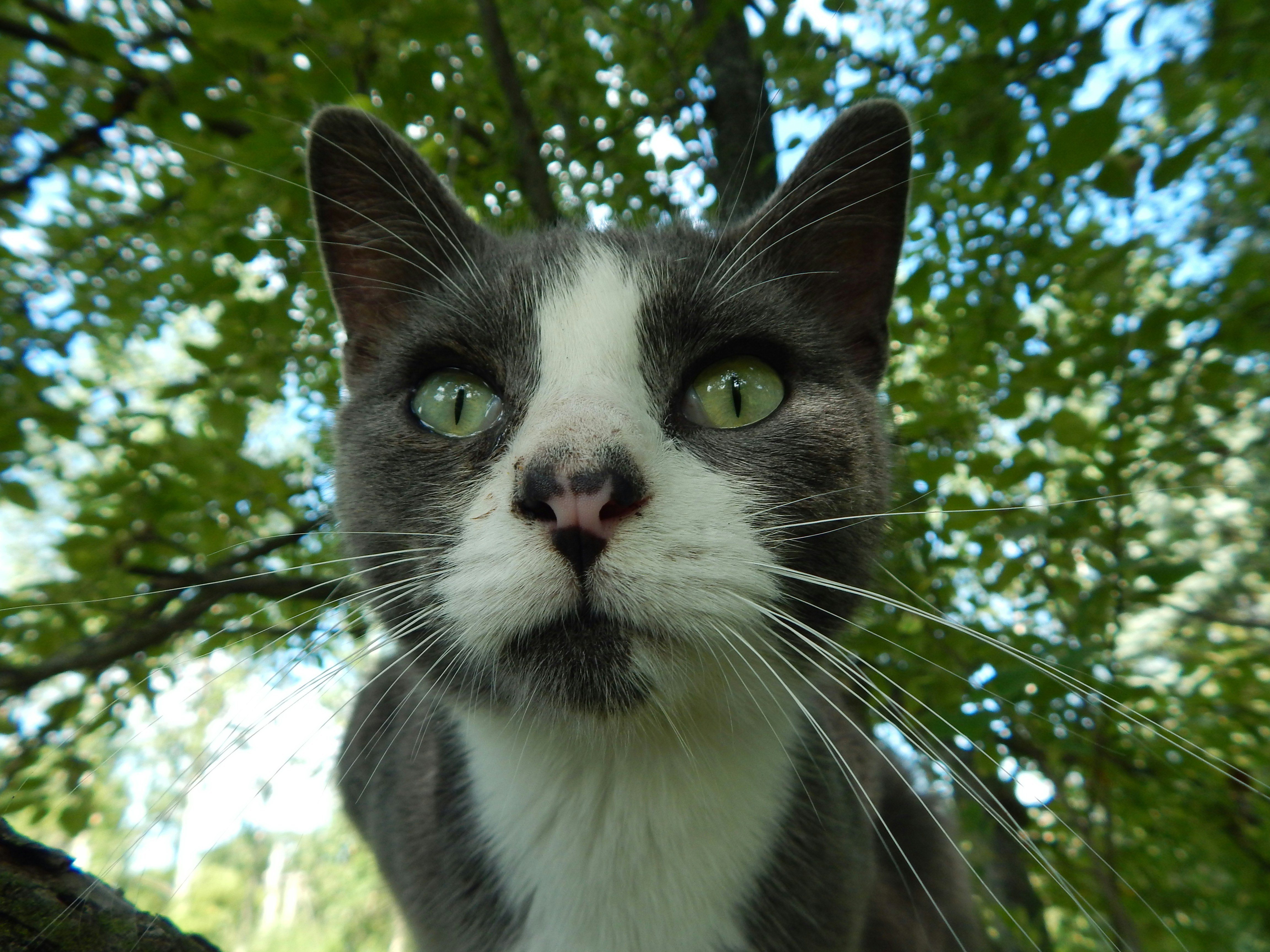 A black and white cat with green eyes looking up photo – Free Wallpaper ...