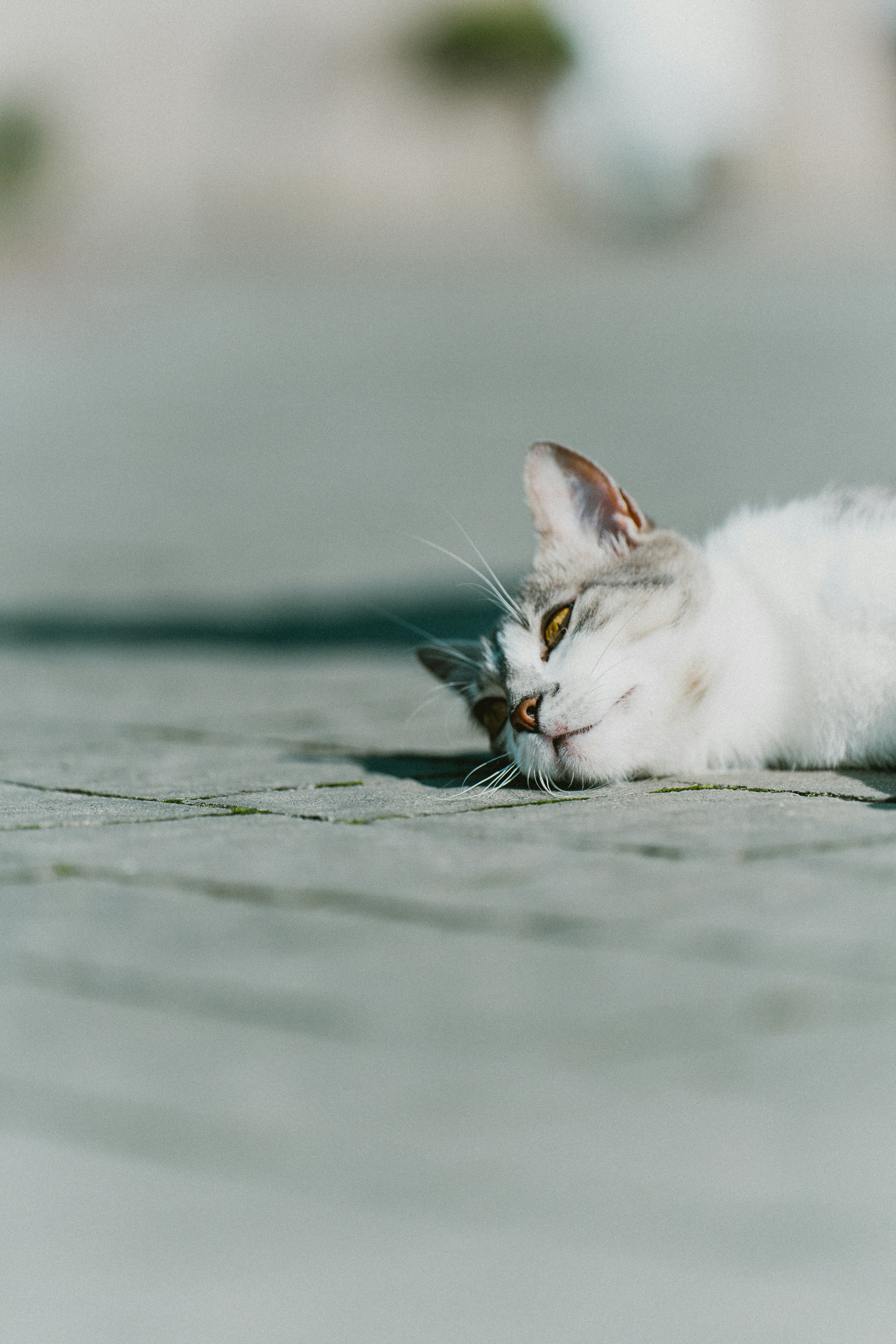 small pet nature wallpaper, wallpaper, Camping with Your Small Pet Safely: Essential Gear Guide 3