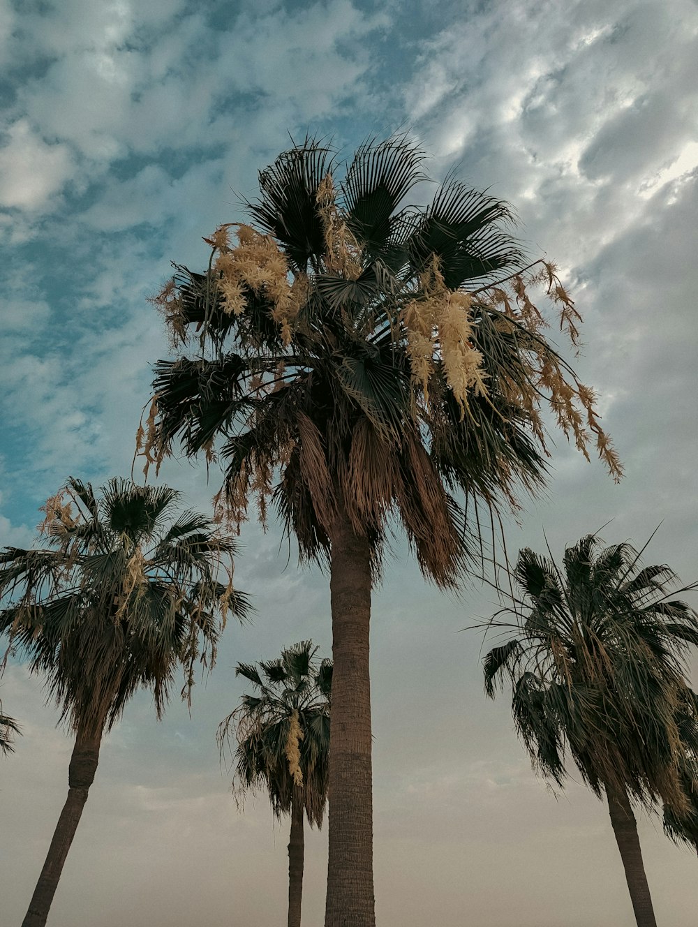 a group of palm trees standing next to each other