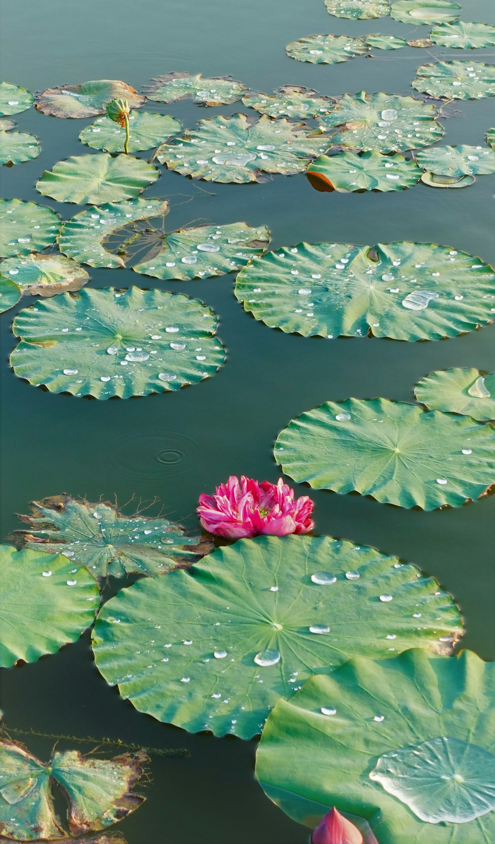 a pink flower sitting on top of a green lily pad