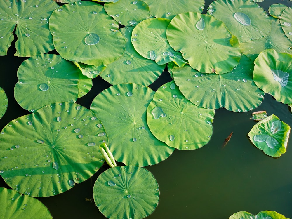 a group of water lilies floating on top of a lake