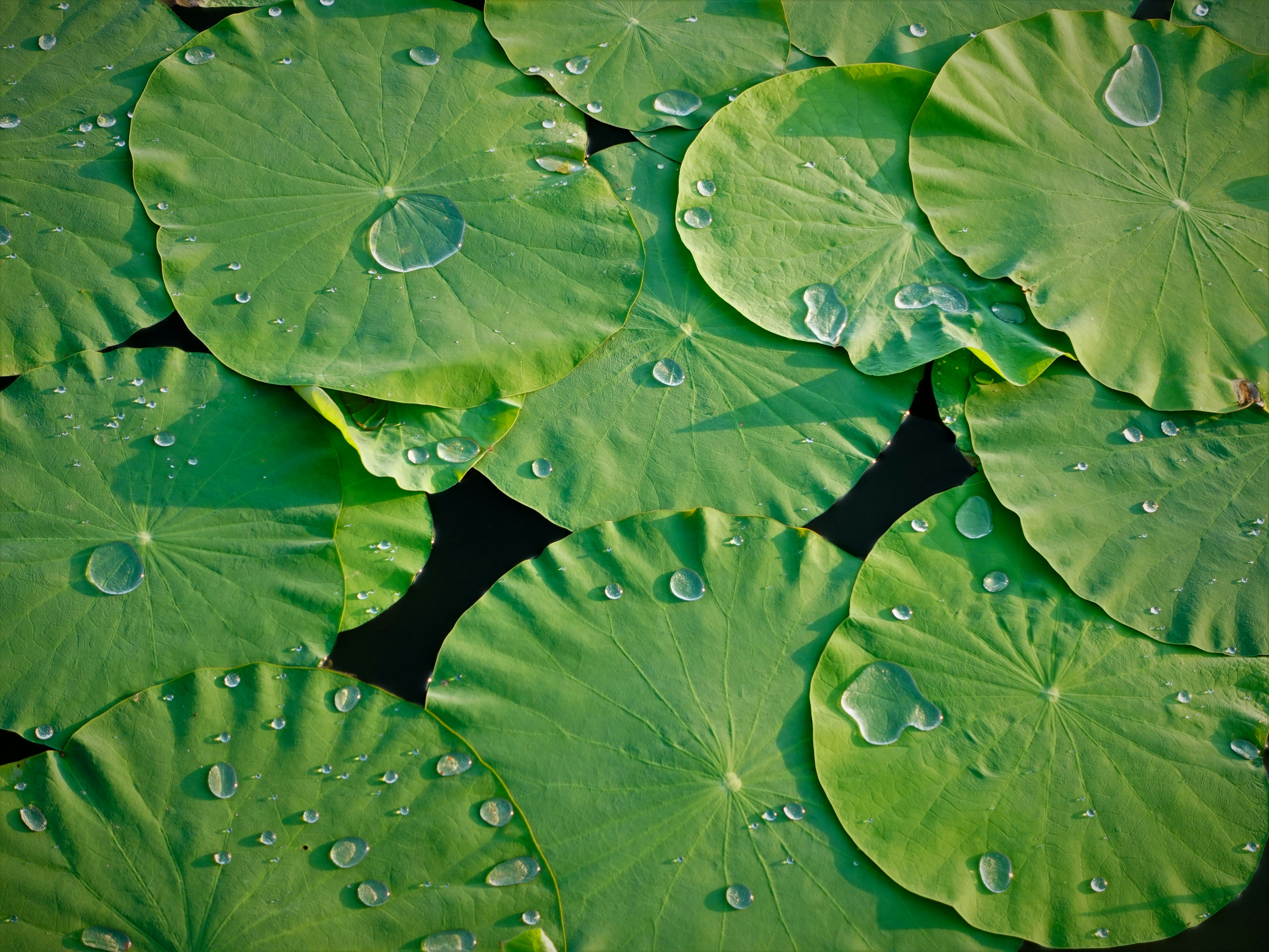 Lotus leaf texture