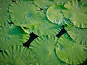 Large green lotus leaves with water droplets scattered over the surface, creating a fresh and serene aesthetic.