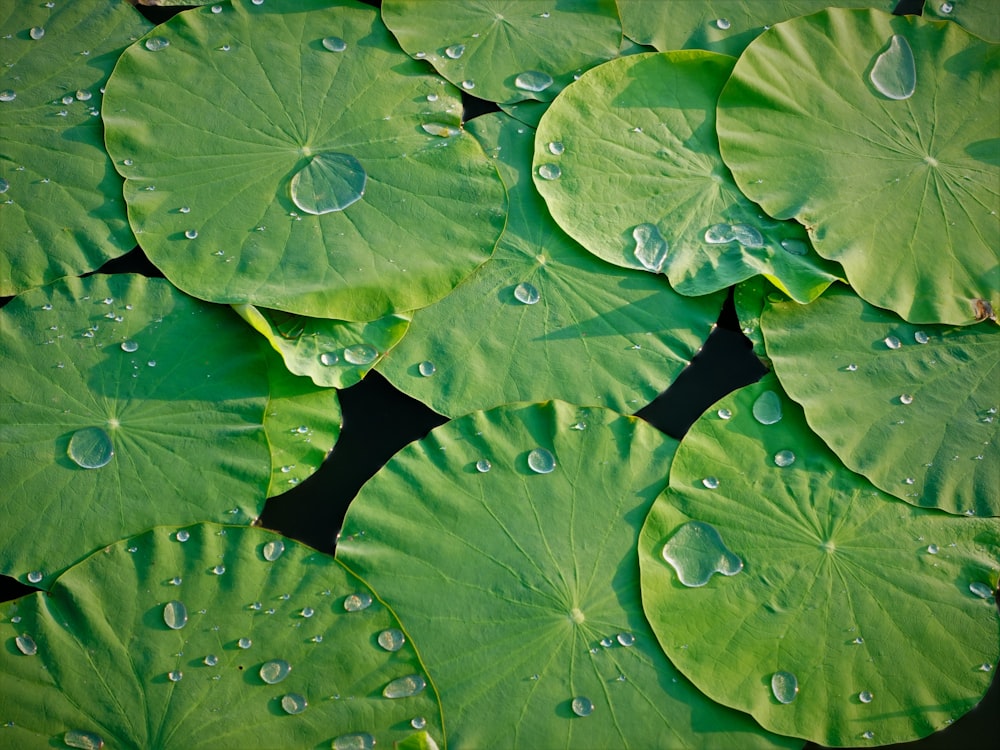 a group of green leaves with water drops on them