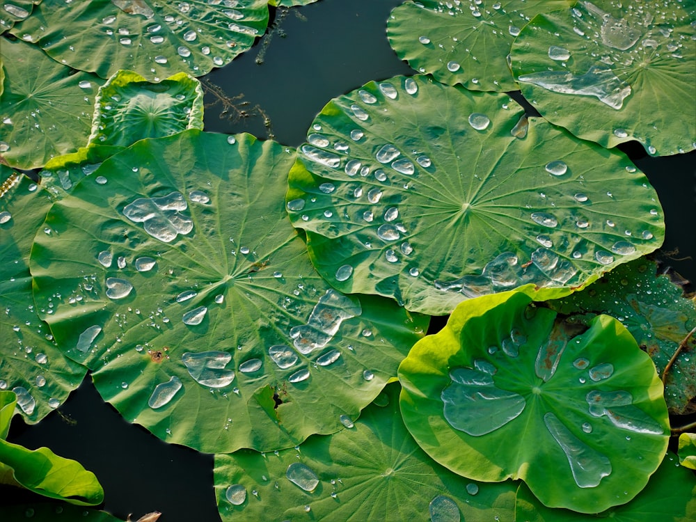 a group of water lilies with drops of water on them