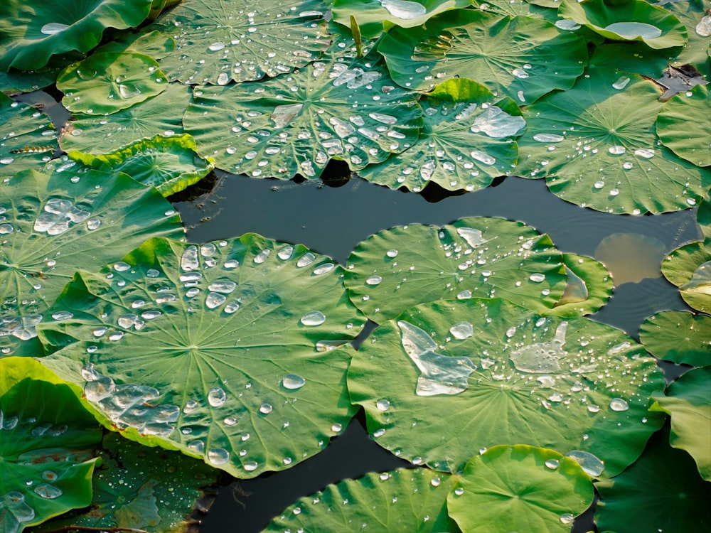 a pond filled with lots of water lilies