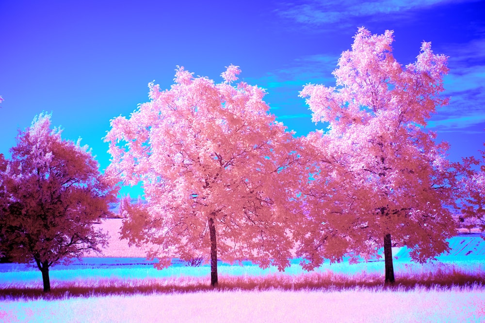 three trees in a field with a blue sky in the background