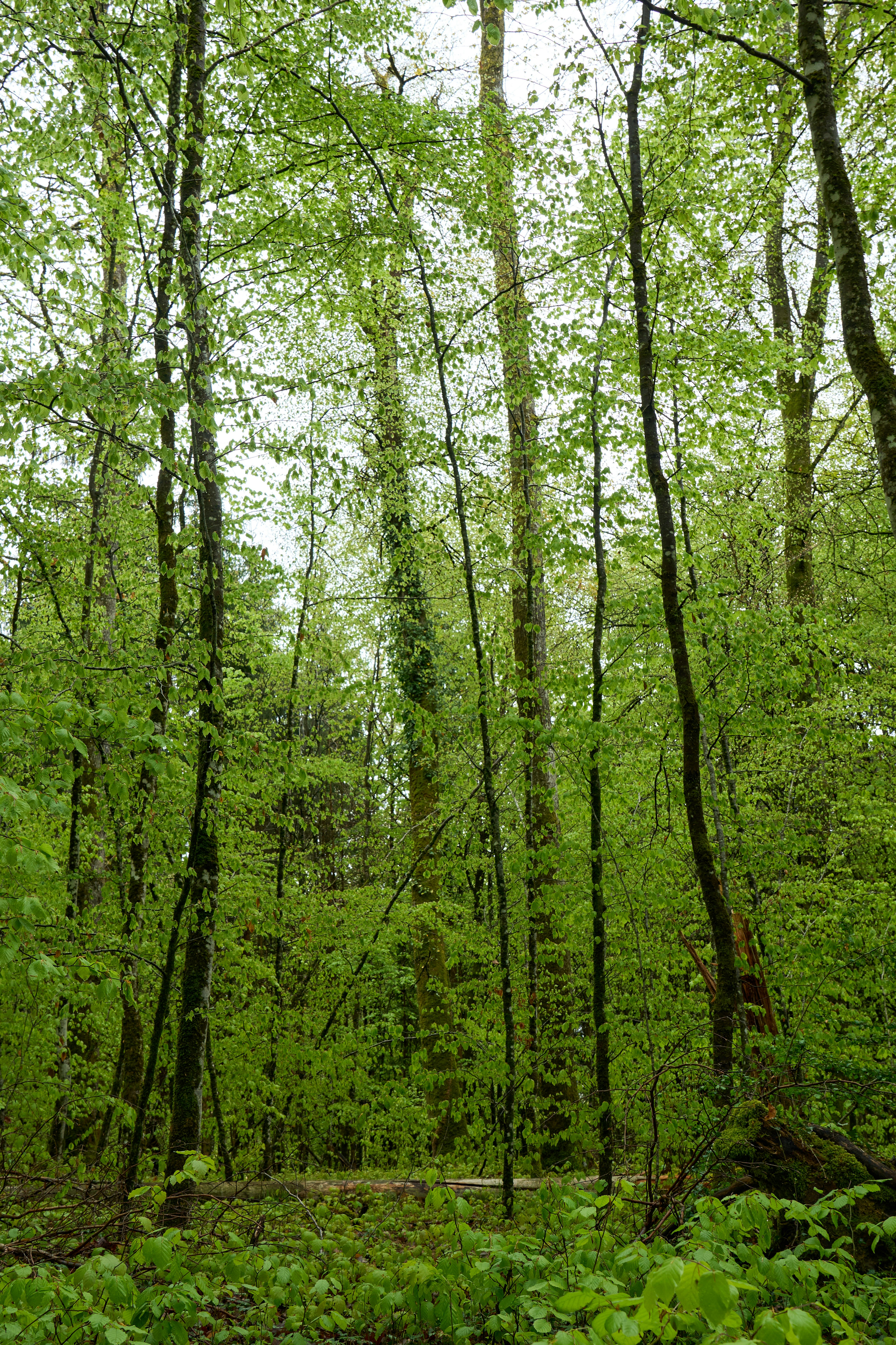 Photo by wolfgang_hasselmann