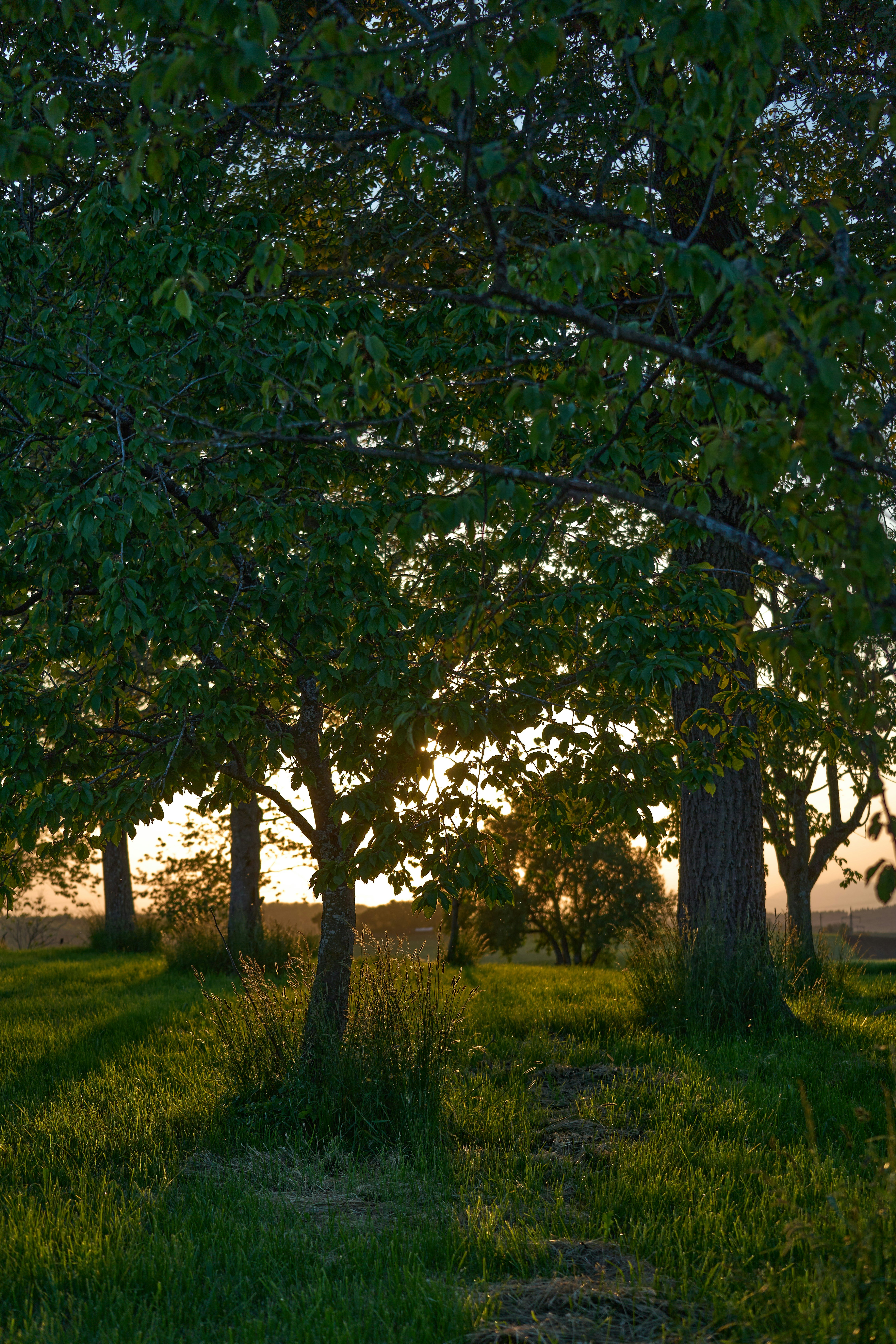 Photo by wolfgang_hasselmann