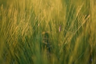 A large insect is perched delicately on a series of thin, verdant stems, surrounded by a blurred background of vibrant green foliage. The scene is bathed in natural daylight, highlighting the intricate details of the insect and the grass.