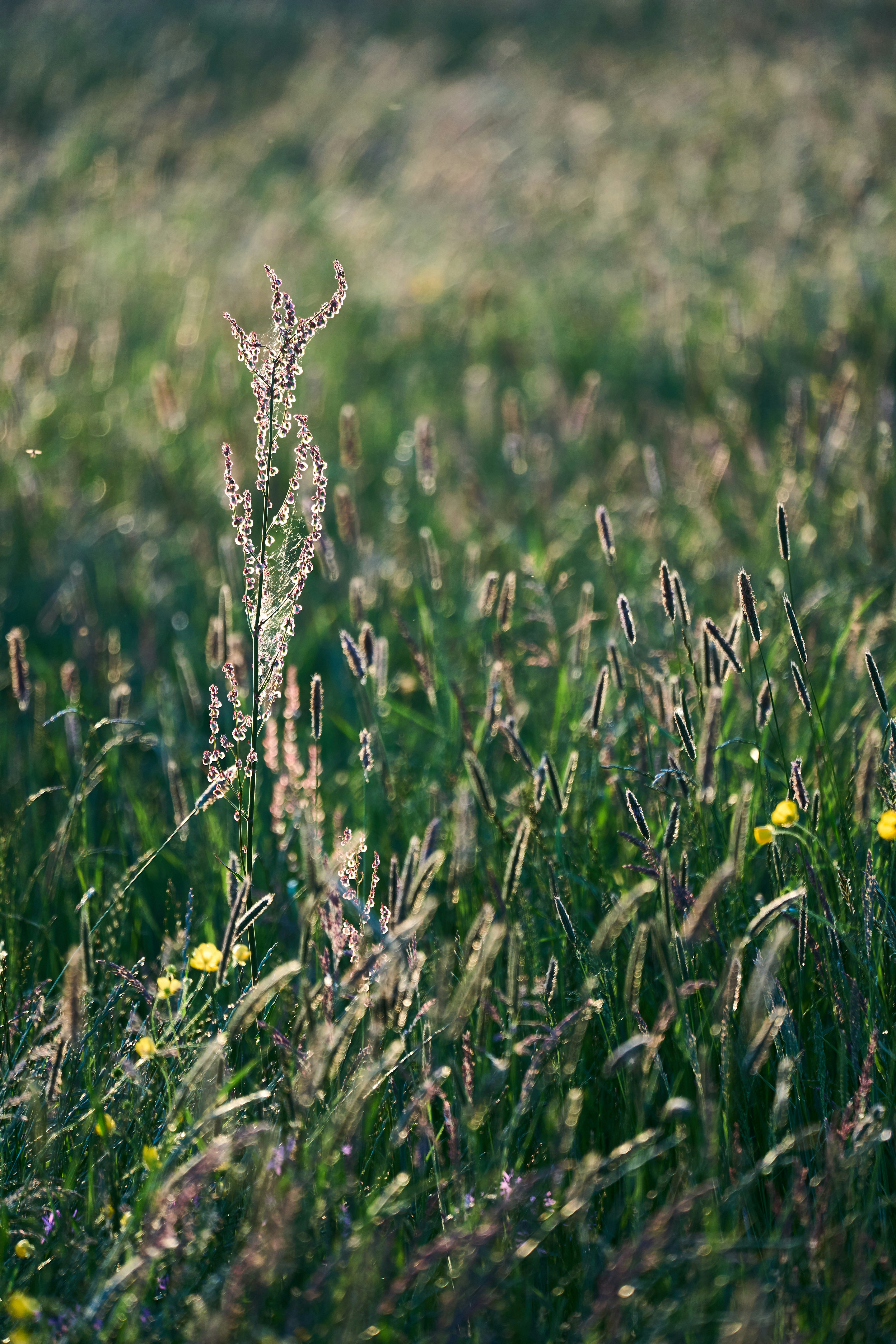 Photo by wolfgang_hasselmann