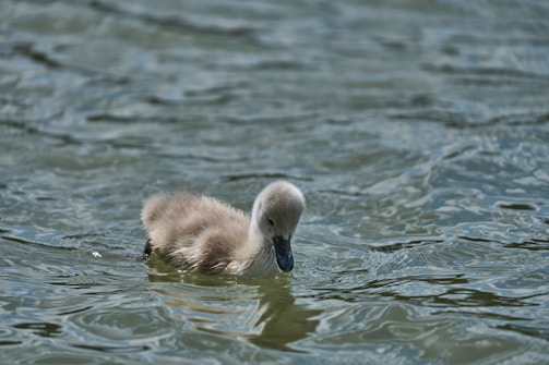 A fluffy baby bird is floating gracefully on gently rippling water, showcasing its soft, downy feathers and curious expression.