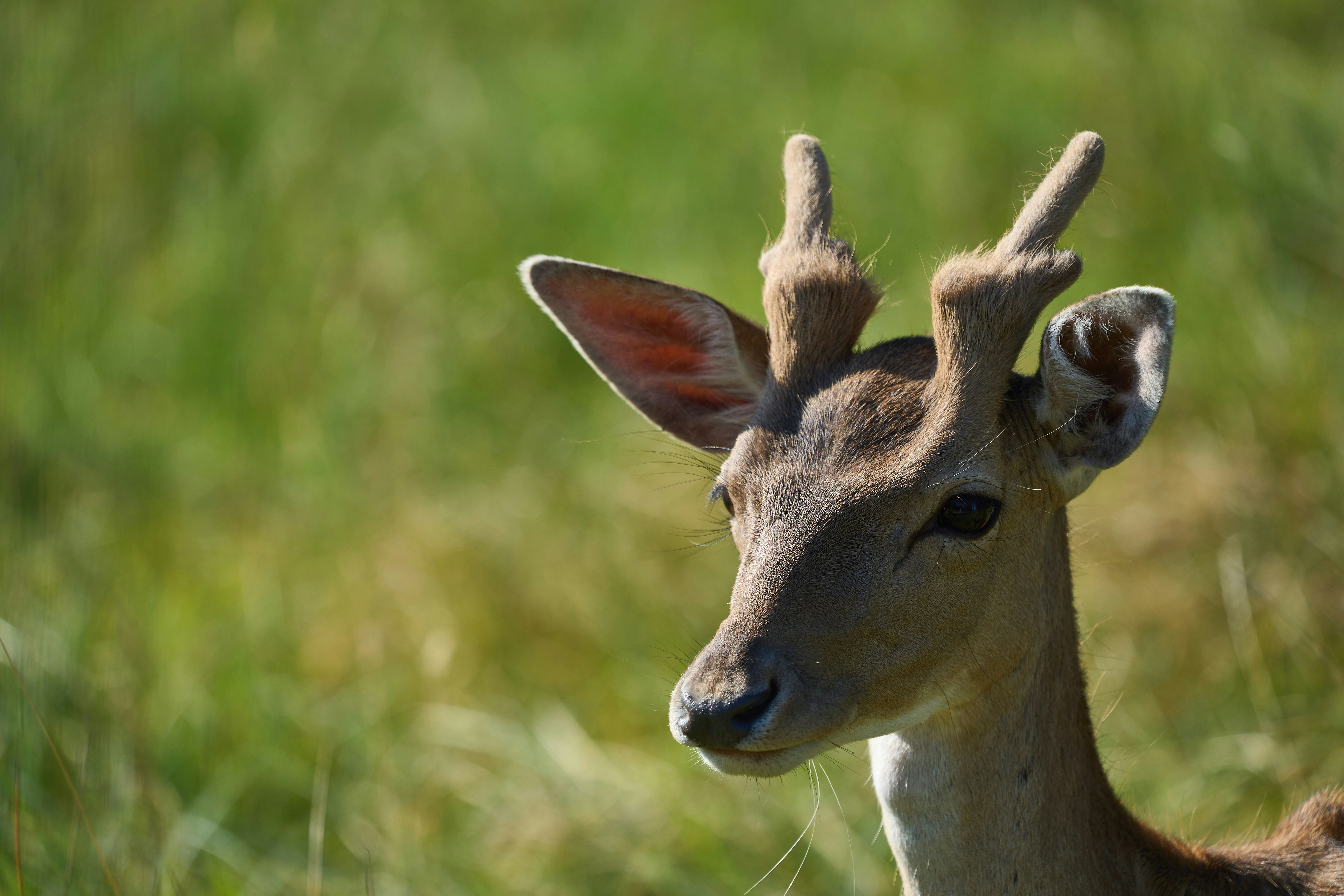 Photo by wolfgang_hasselmann