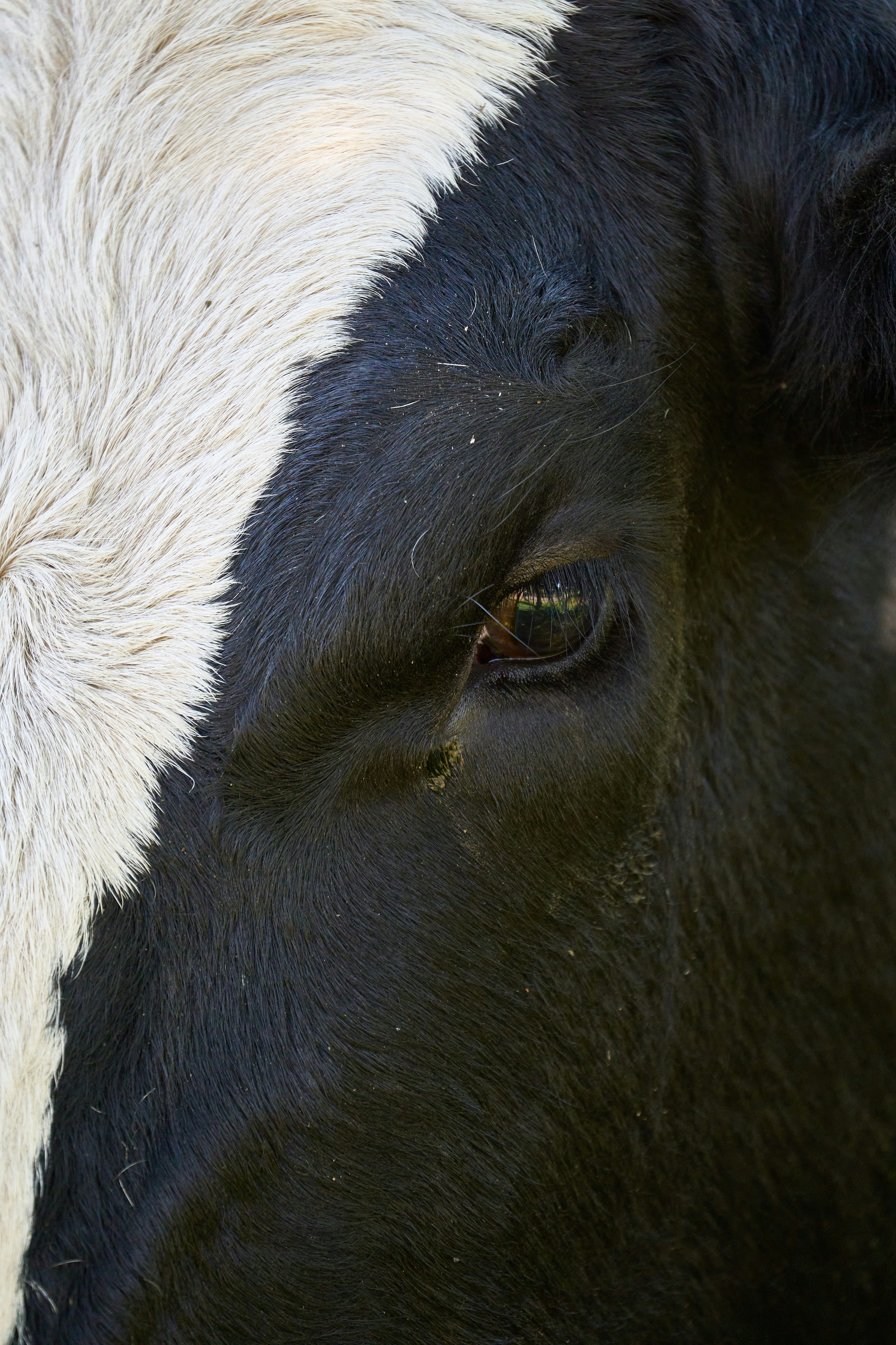 Photo by wolfgang_hasselmann