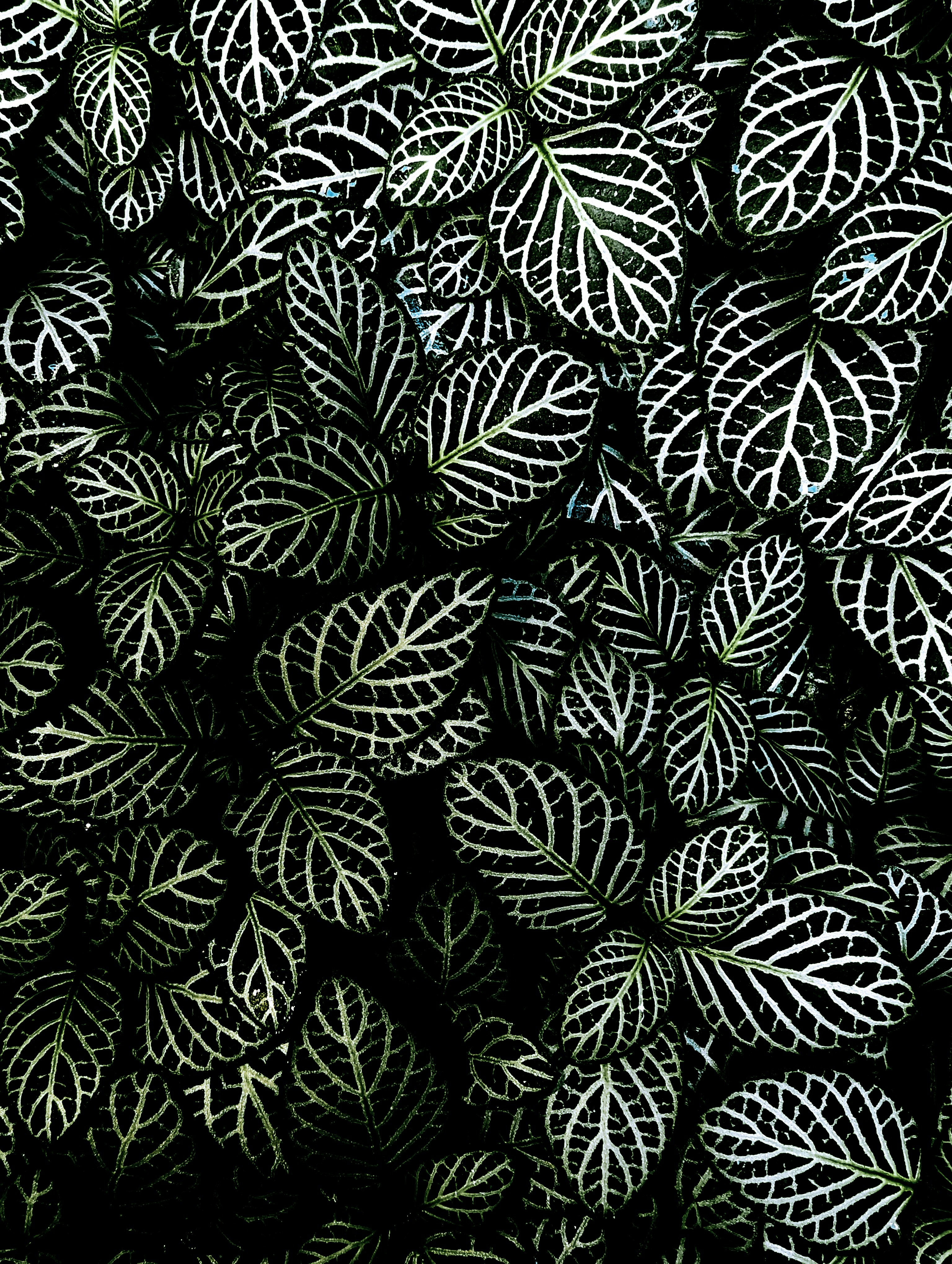 ein Bündel grüner und weißer Blätter auf schwarzem Hintergrund