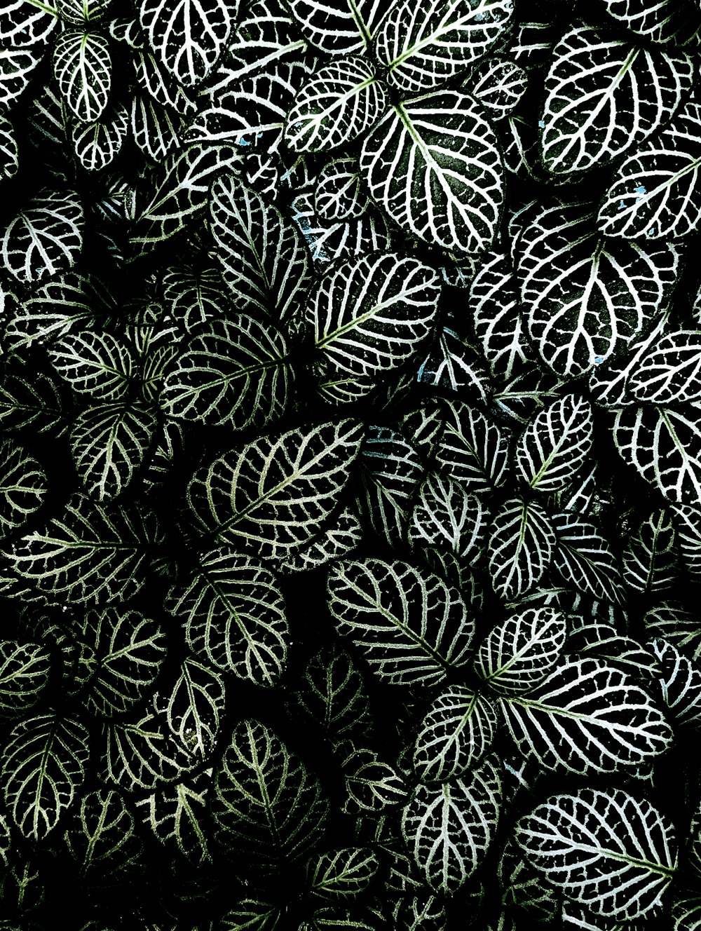 a bunch of green and white leaves on a black background