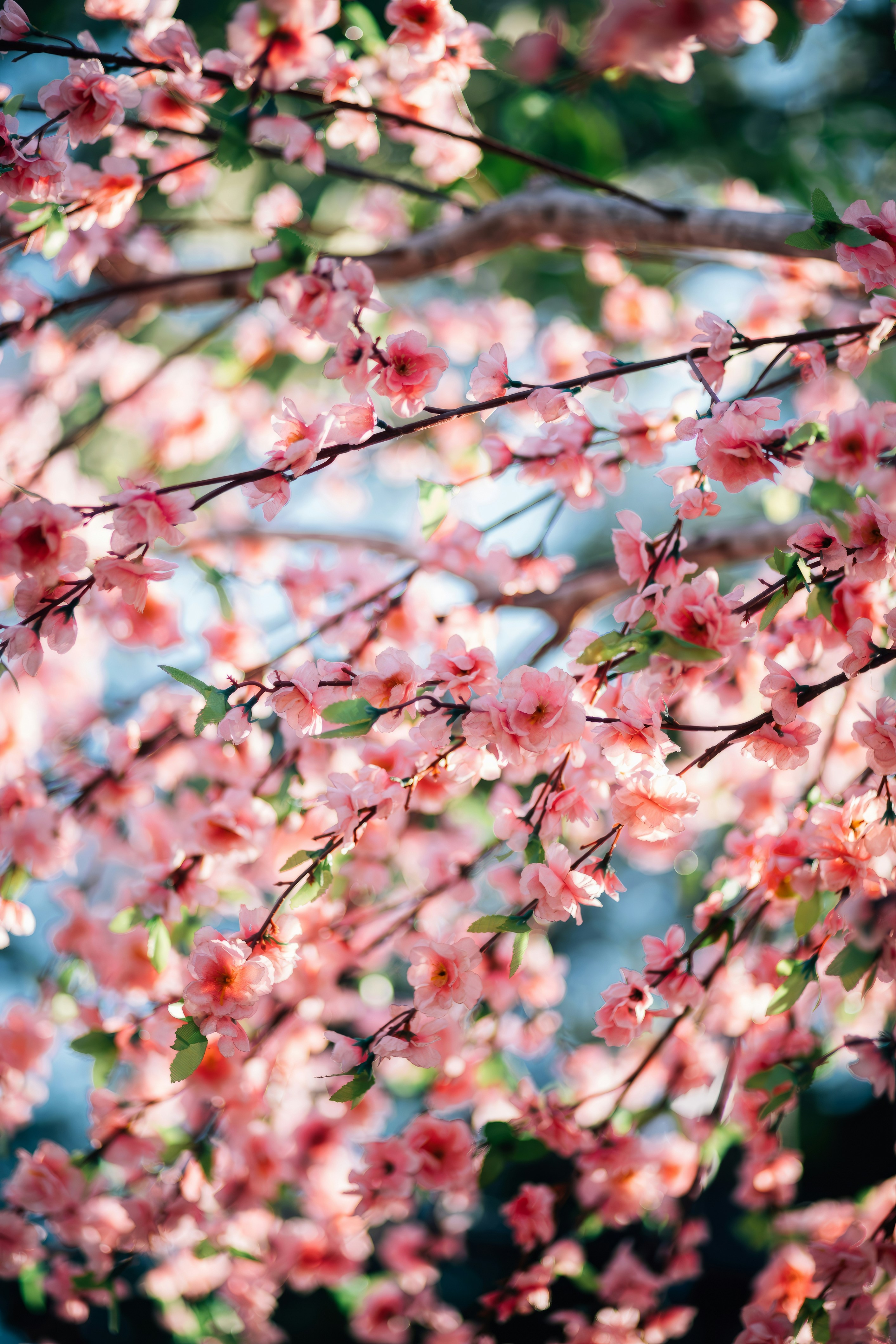 a branch of a tree with pink flowers